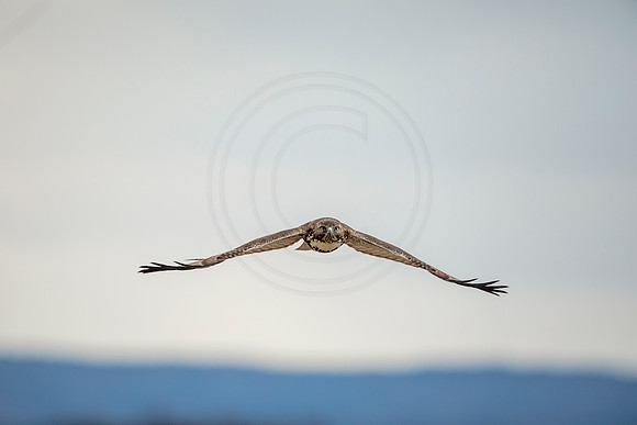6 immature red tailed hawk (AF3A0053) December 8, 2018