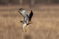 7 red tailed hawk (IMG_7521) February 18, 2023