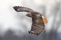 8 red tailed hawk (IMG_8305) February 19, 2023