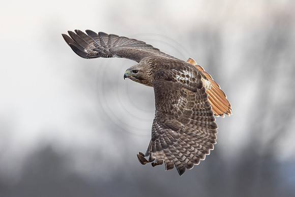8 red tailed hawk (IMG_8305) February 19, 2023
