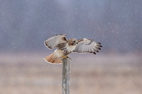 11 red tailed hawk (IMG_8610) February 25, 2023