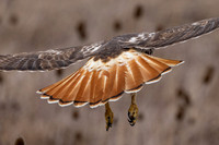 5 red tailed hawk (IMG_6140) February 12, 2023