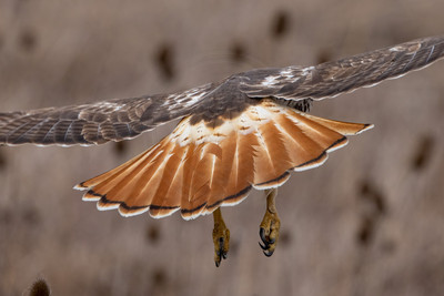 5 red tailed hawk (IMG_6140) February 12, 2023