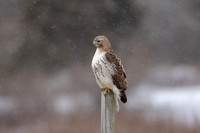 15 red tailed hawk (IMG_8755) February 25, 2023