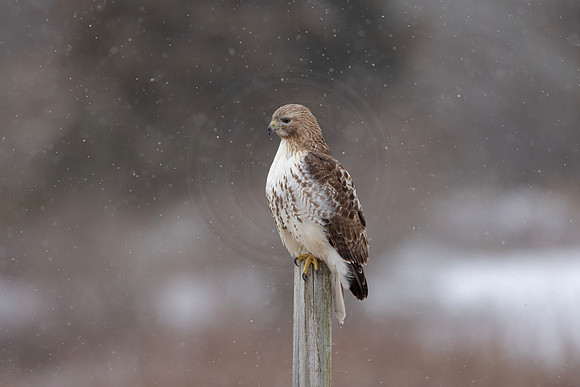 15 red tailed hawk (IMG_8755) February 25, 2023