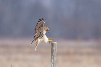 12 red tailed hawk (IMG_8512) February 25, 2023