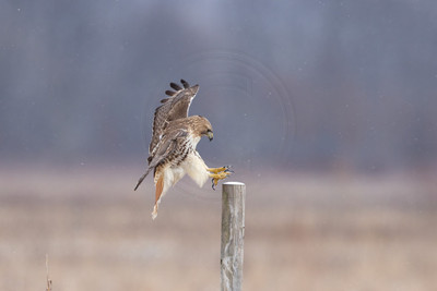 12 red tailed hawk (IMG_8512) February 25, 2023