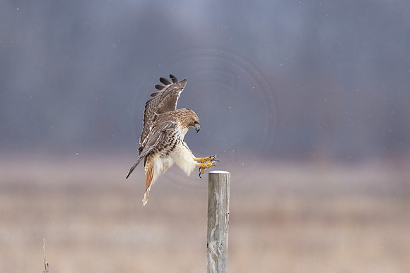 12 red tailed hawk (IMG_8512) February 25, 2023