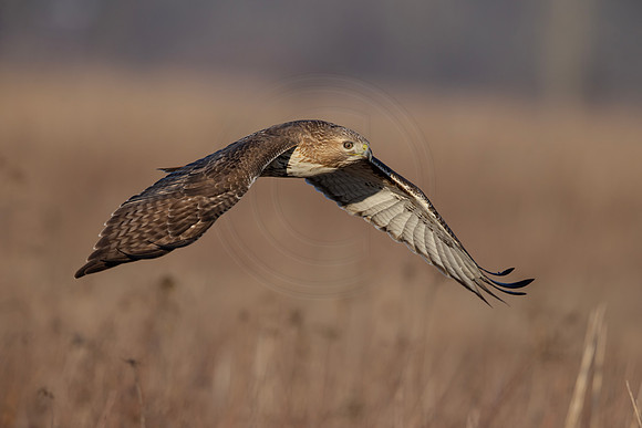17 red tailed hawk (IMG_9977) February 26, 2023