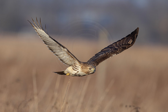 19 red tailed hawk (IMG_9969) February 26, 2023