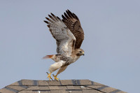 9 red tailed hawk (IMG_8142) February 19, 2023