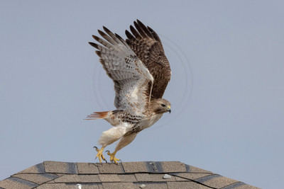 9 red tailed hawk (IMG_8142) February 19, 2023