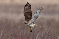 4 red tailed hawk (IMG_0073) March 5, 2023