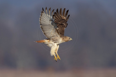 18 red tailed hawk (IMG_9913) February 26, 2023