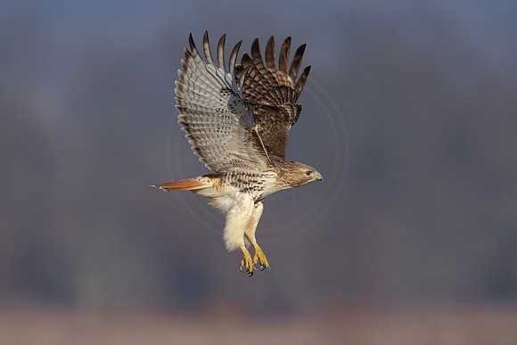 18 red tailed hawk (IMG_9913) February 26, 2023