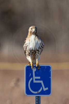 49 red tailed hawk (IMG_3702) February 11, 2023