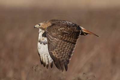 76 red tailed hawk (IMG_4093) February 11, 2023