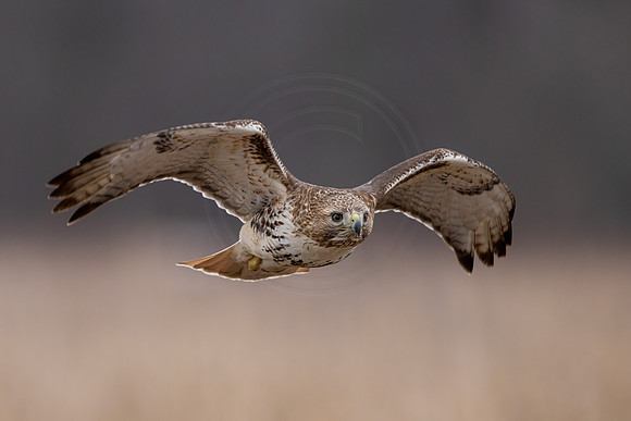 265 red tailed hawk (IMG_6292 February 12, 2023