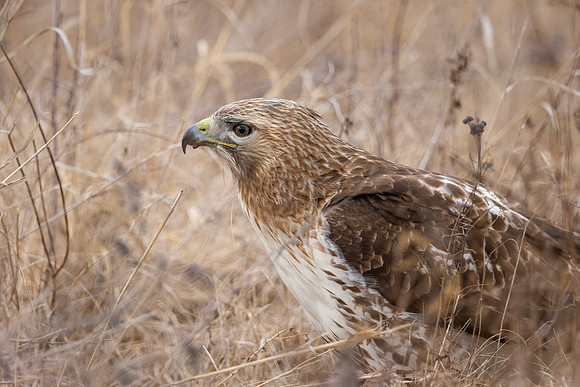 283 red tailed hawk (IMG_6724) February 17, 2023