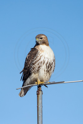 41 red tailed hawk (IMG_3652) February 11, 2023