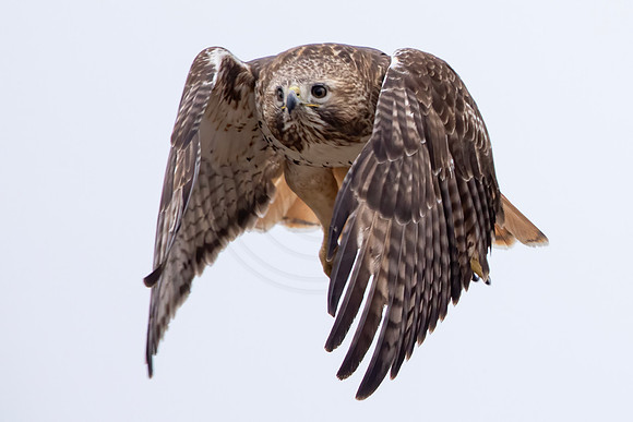269 red tailed hawk (IMG_6419) February 12, 2023