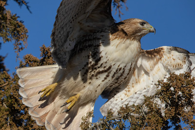 319 red tailed hawk (IMG_7206) February 17, 2023