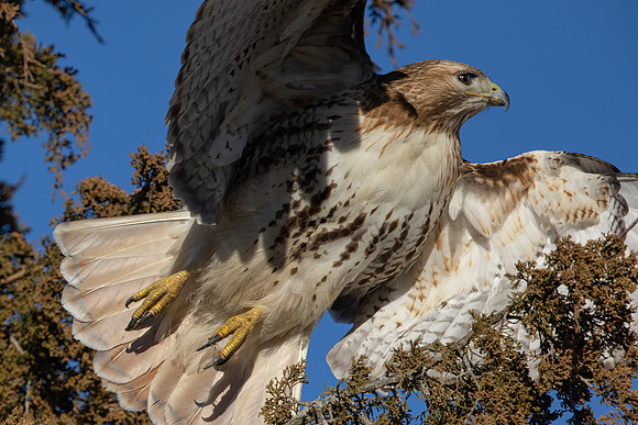 319 red tailed hawk (IMG_7206) February 17, 2023