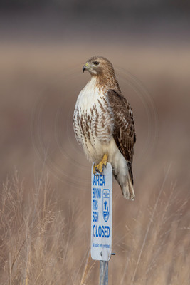 28 red tailed hawk (IMG_3447) February 5, 2023