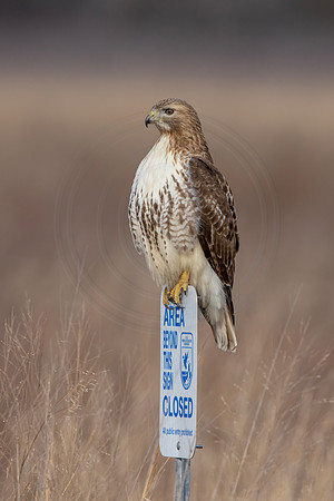 28 red tailed hawk (IMG_3447) February 5, 2023