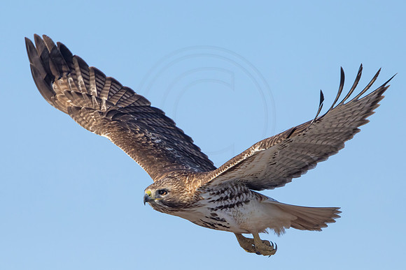 324 red tailed hawk (IMG_7248) February 17, 2023