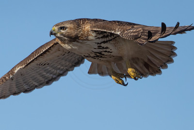 323 red tailed hawk (IMG_7242) February 17, 2023