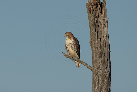 372 red tailed hawk (IMG_7554) February 17, 2023