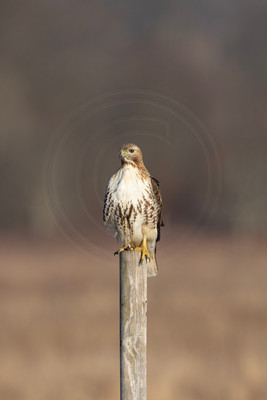 354 red tailed hawk (IMG_7484) February 17, 2023