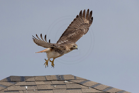 418 red tailed hawk (IMG_8143) February 19, 2023