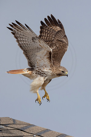 420 red tailed hawk (IMG_8146) February 19, 2023