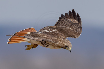 421 red tailed hawk (IMG_8153) February 19, 2023
