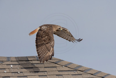 419 red tailed hawk (IMG_8144) February 19, 2023
