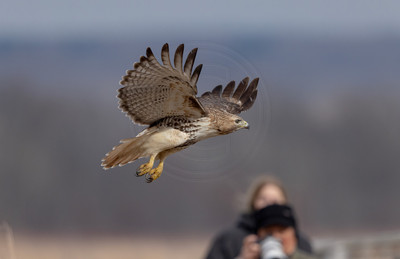 423 red tailed hawk (IMG_8176) February 19, 2023