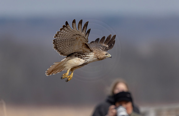 423 red tailed hawk (IMG_8176) February 19, 2023