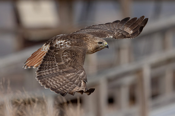 426 red tailed hawk (IMG_8183) February 19, 2023