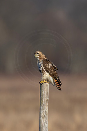 334 red tailed hawk (IMG_7328) February 17, 2023