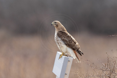 430 red tailed hawk (IMG_8203) February 19, 2023