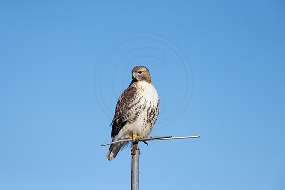40 red tailed hawk (IMG_3644) February 11, 2023