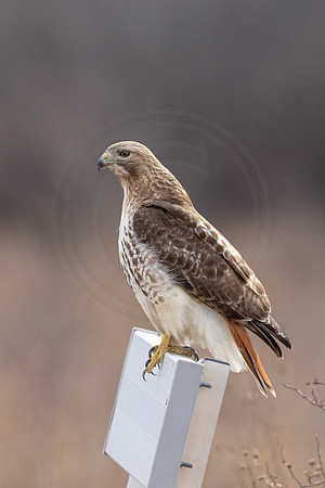 431 red tailed hawk (IMG_8205) February 19, 2023