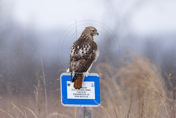 487 red tailed hawk (IMG_8674) February 25, 2023