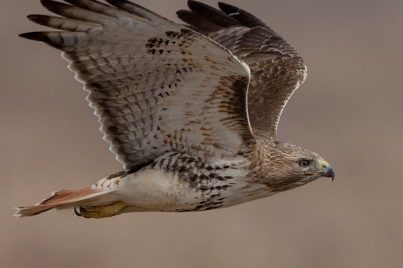 428 red tailed hawk (IMG_8189) February 19, 2023