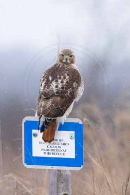 490 red tailed hawk (IMG_8684) February 25, 2023
