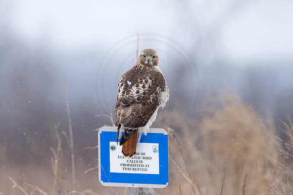 491 red tailed hawk (IMG_8691) February 25, 2023