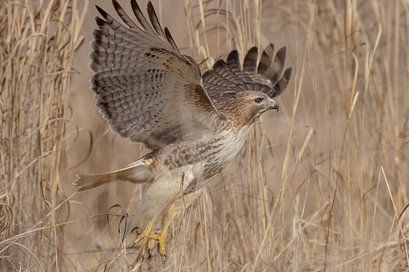 422 red tailed hawk (IMG_8174) February 19, 2023