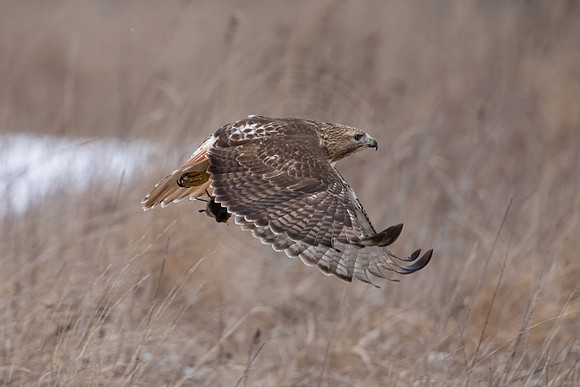 542 red tailed hawk (IMG_9299) February 25, 2023